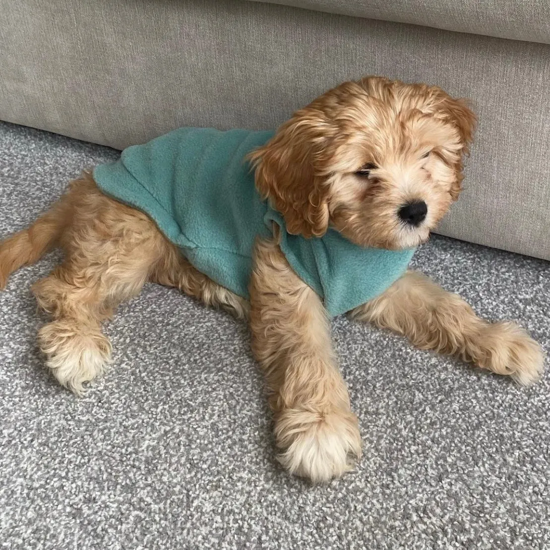 Small Breed Dog Fleece Jumper