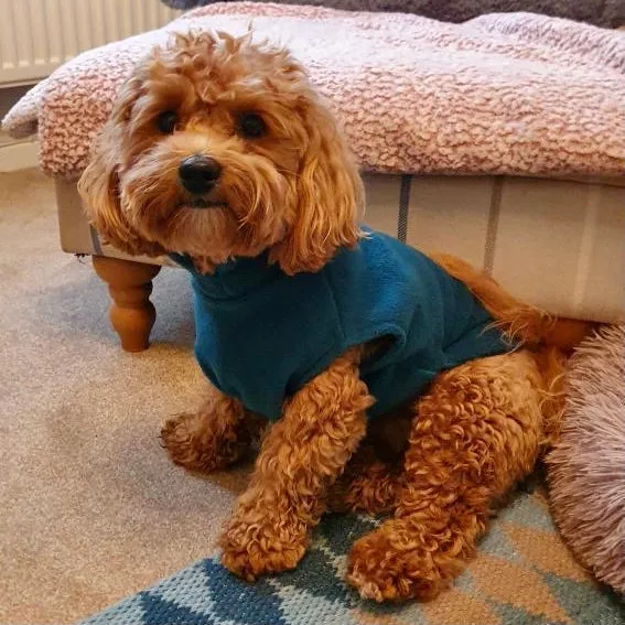 Small Breed Dog Fleece Jumper